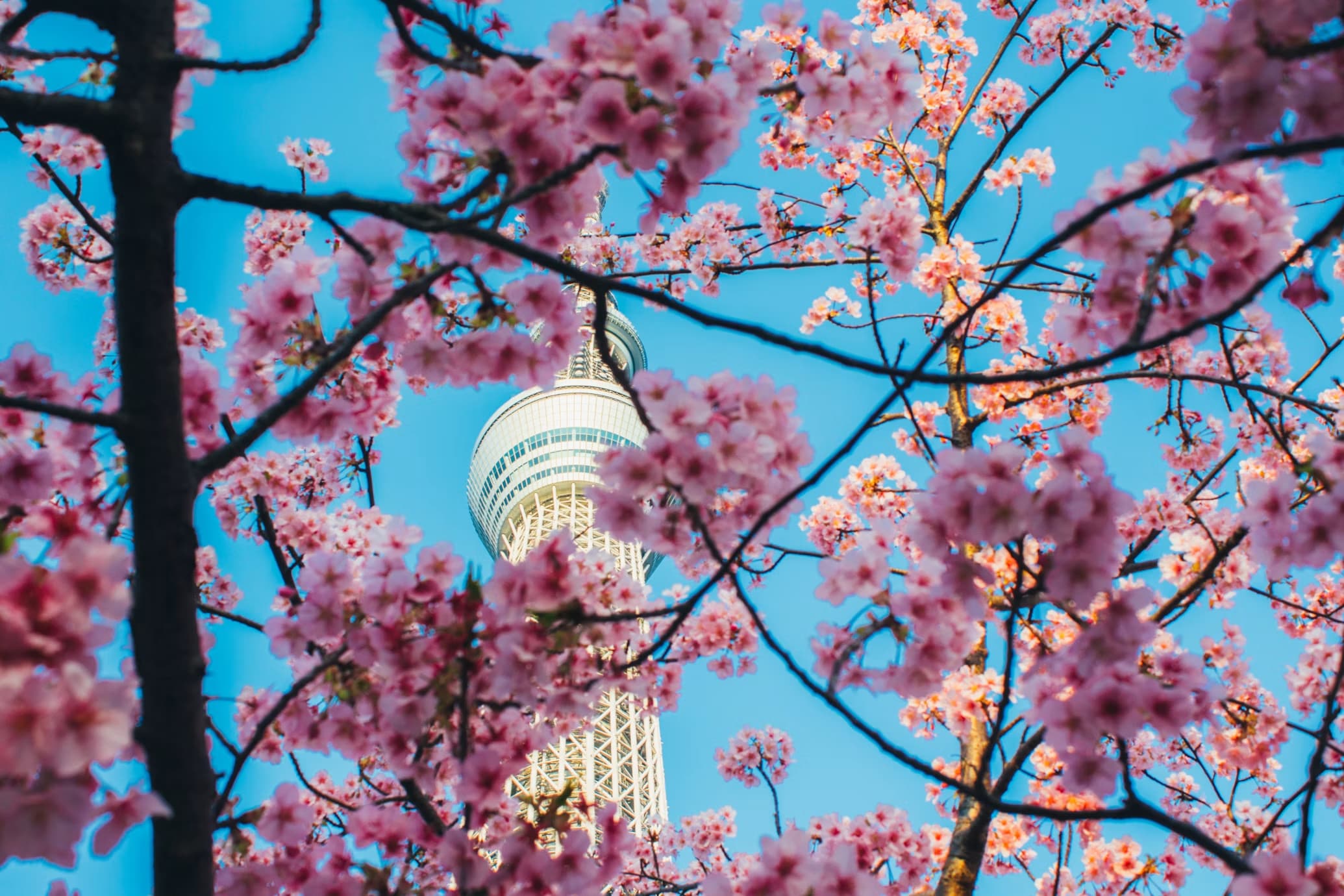 Fleurs de cerisier devant une tour à Tokyo